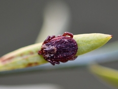 Dermacentor marginatus