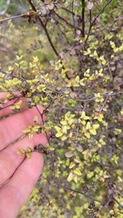 Nothofagus cliffortioides