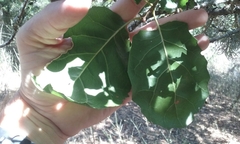 Quercus agrifolia agrifolia