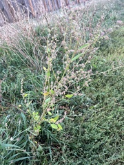 Chenopodium atrovirens