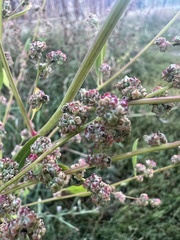 Chenopodium atrovirens