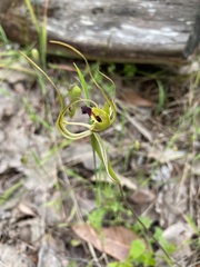 Caladenia attingens