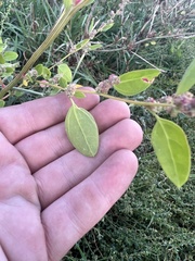 Chenopodium atrovirens