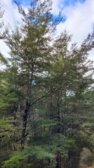 Nothofagus cliffortioides