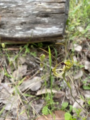 Caladenia attingens