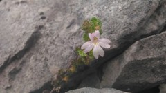 Euphrasia tarokoana