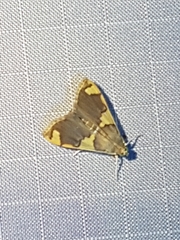 Rehimena phrynealis
