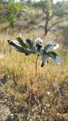 Chloraea bletioides
