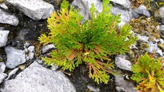 Selaginella tamariscina