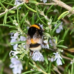 Bombus terrestris