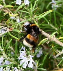Bombus terrestris