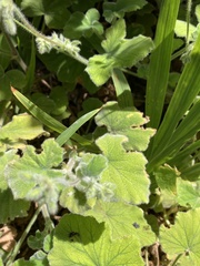 Pelargonium tomentosum