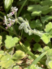 Pelargonium tomentosum