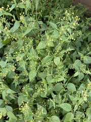 Galinsoga parviflora