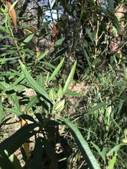 Hibiscus heterophyllus