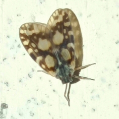 Bothriocera