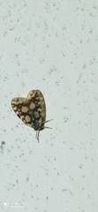 Bothriocera