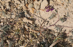 Astragalus inyoensis