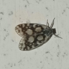 Bothriocera