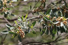 Dodonaea viscosa burmanniana