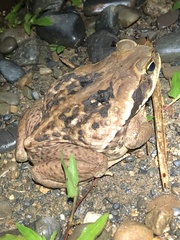 Rhinella marina