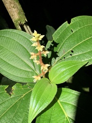 Miconia nervosa