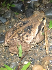 Rhinella marina
