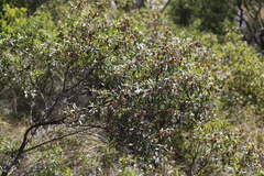 Dodonaea viscosa burmanniana