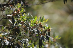 Dodonaea viscosa burmanniana