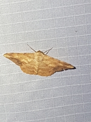 Luxiaria amasa
