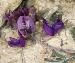 Astragalus inyoensis