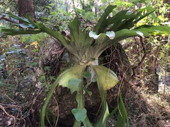 Platycerium superbum