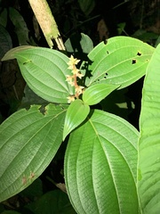 Miconia nervosa