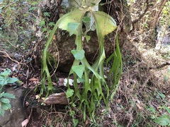 Platycerium superbum