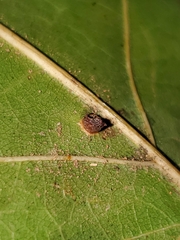 Polystepha globosa