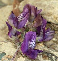 Astragalus inyoensis