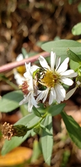 Agapostemon sericeus