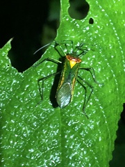 Stenoprasia bicolora