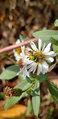 Agapostemon sericeus