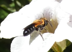 Megachile umbripennis