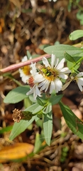 Agapostemon sericeus