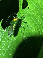 Stenoprasia bicolora