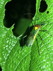 Stenoprasia bicolora