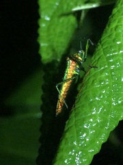 Stenoprasia bicolora