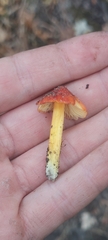 Hygrocybe