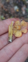 Hygrocybe