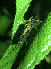 Stenoprasia bicolora