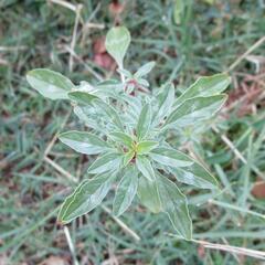 Amaranthus polygonoides