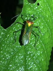 Stenoprasia bicolora