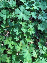 Geranium solanderi